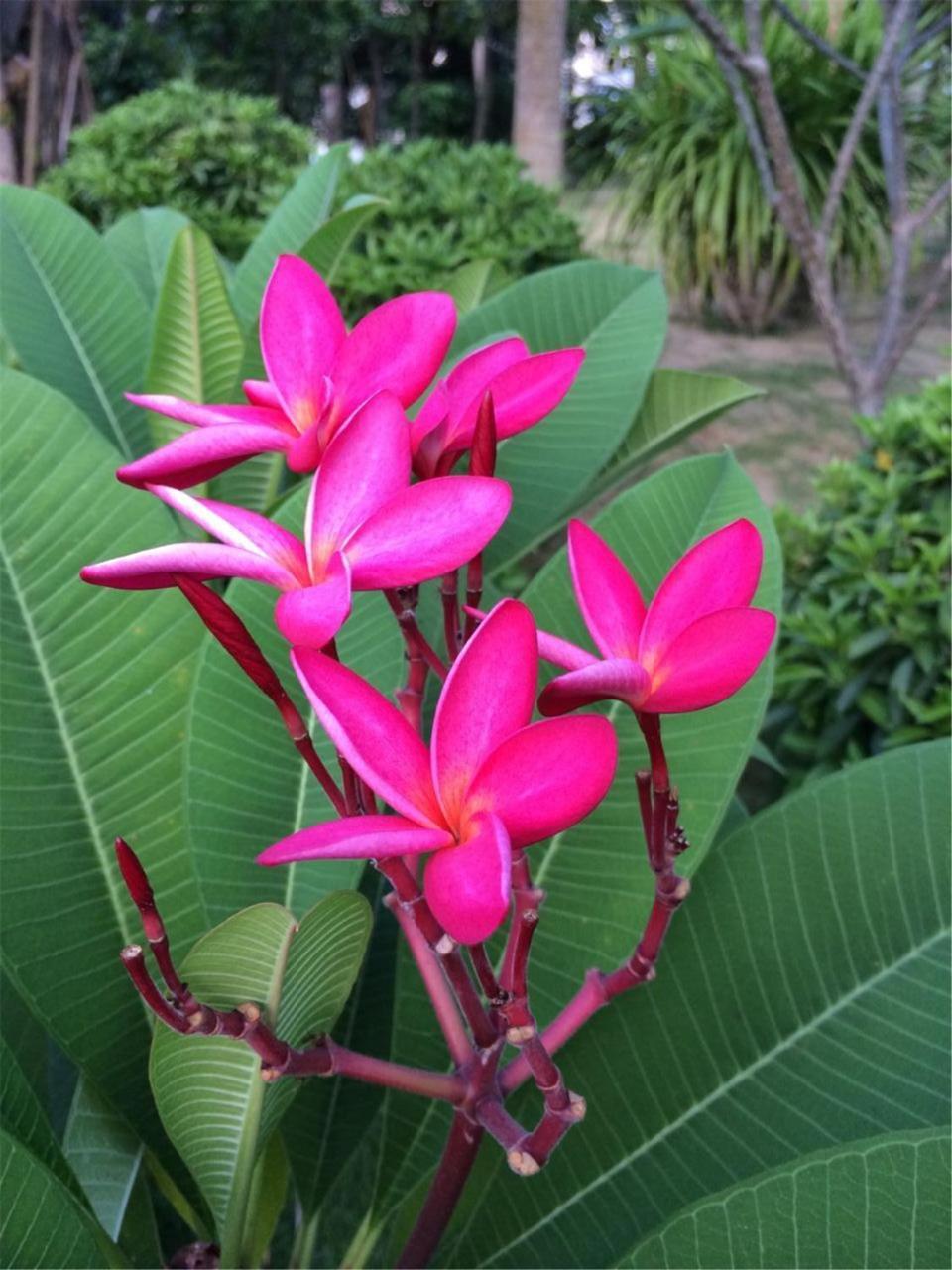 Gentle Grown Sanya Seashore Hotel מראה חיצוני תמונה